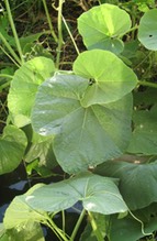 Gourd Vines